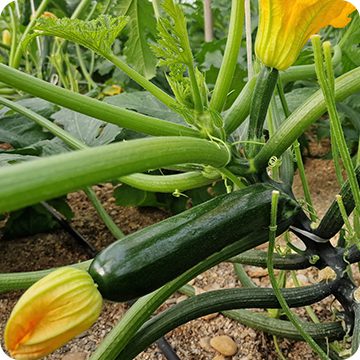 Maleno y Torres Exportación S.L.