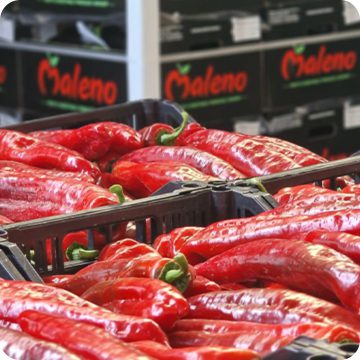 Maleno y Torres Exportación S.L.