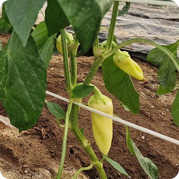 Maleno y Torres Exportación S.L.